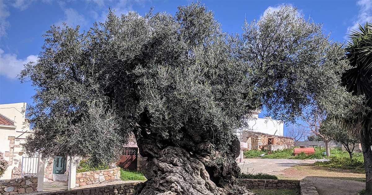 Keajaiban Zaitun Tertua di Yunani yang Berusia 3.000 Tahun